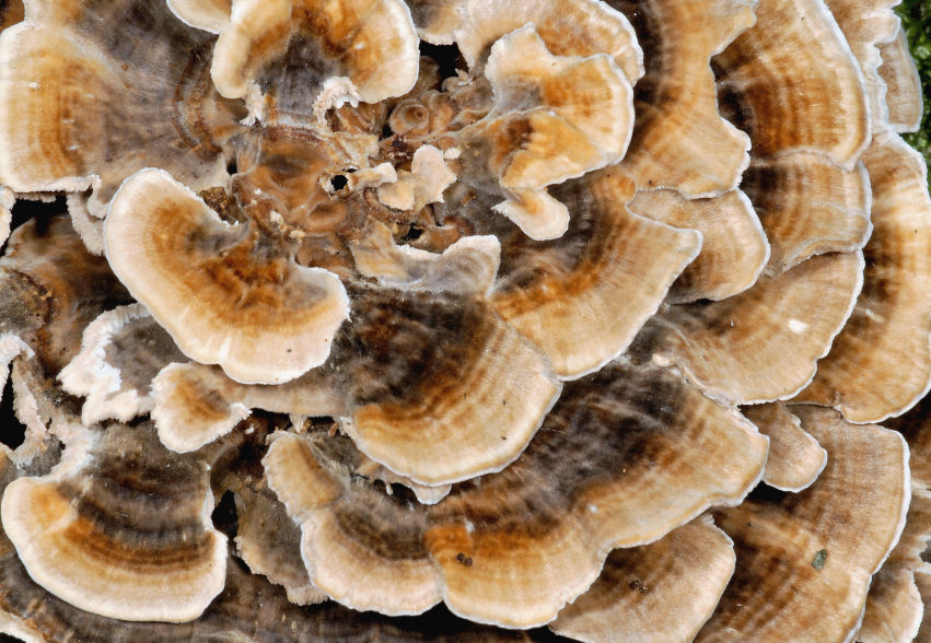 Che poliporo ? (Trametes versicolor)